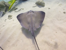 027 Stingray City IMG 5962